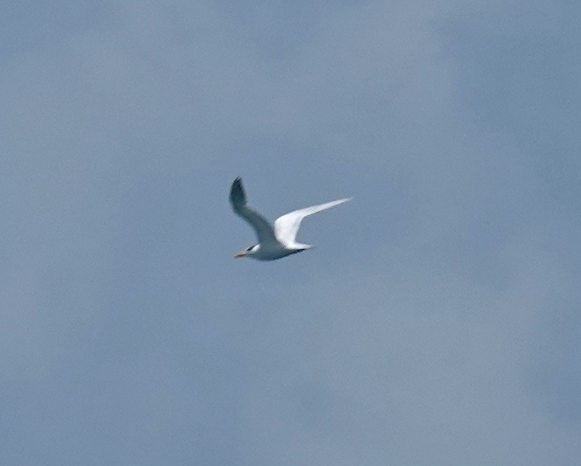 Royal Tern - ML107193621