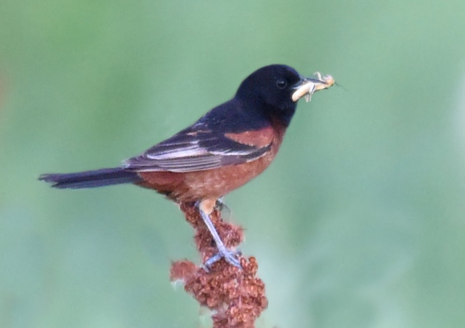 Orchard Oriole - ML107197571