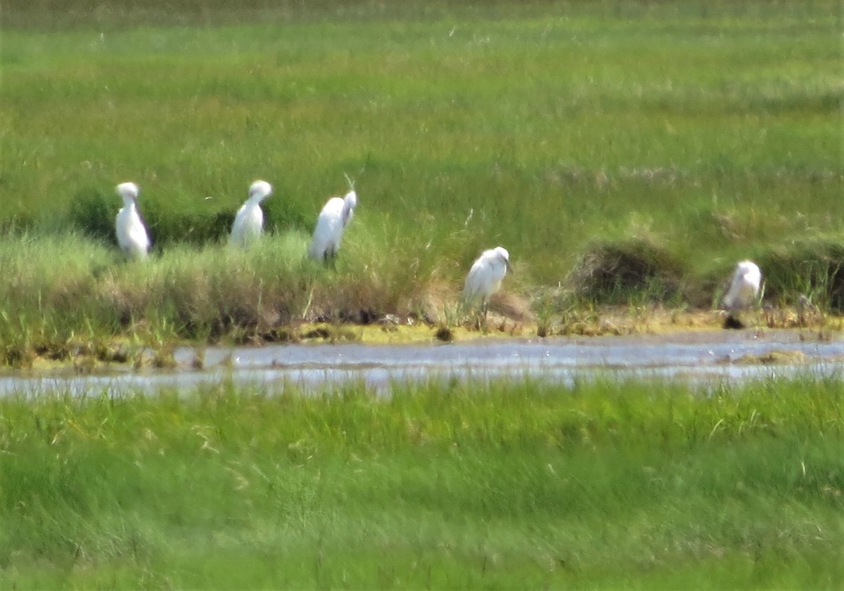 Little Egret - ML107197931