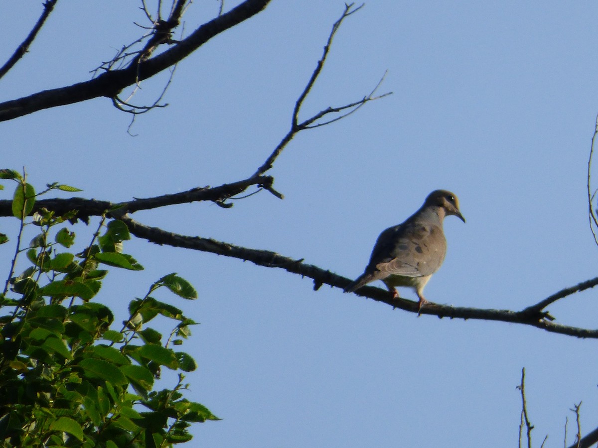 Mourning Dove - ML107198601