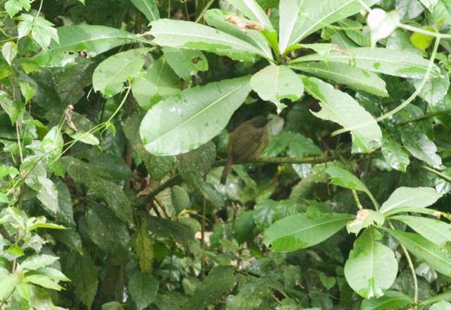 Plain Greenbul (curvirostris) - ML107199861