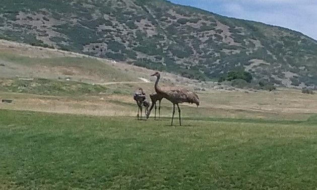 Sandhill Crane - ML107201141