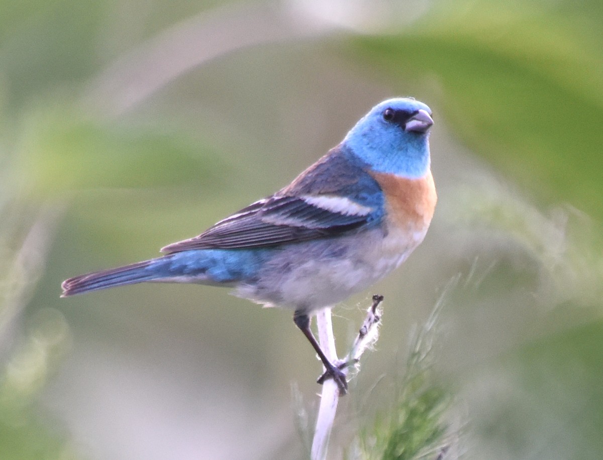 Lazuli Bunting - ML107201941