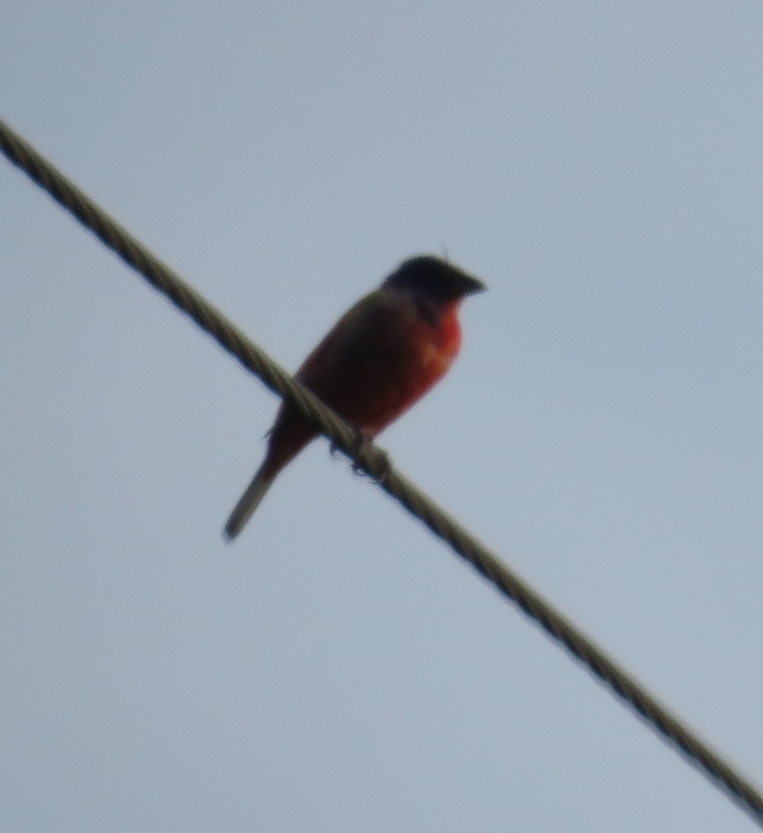 Painted Bunting - ML107205561