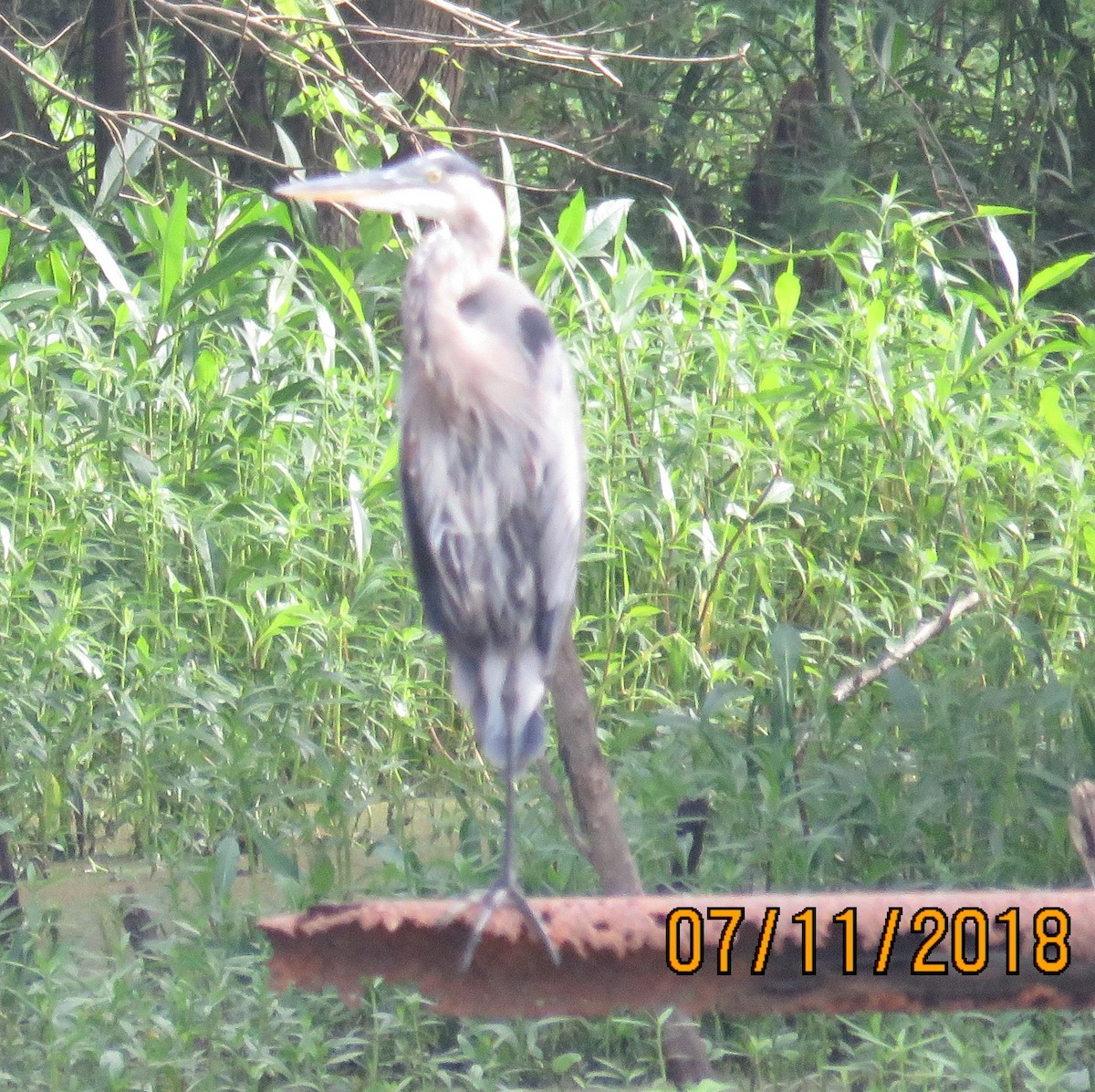 Garza Azulada - ML107205721