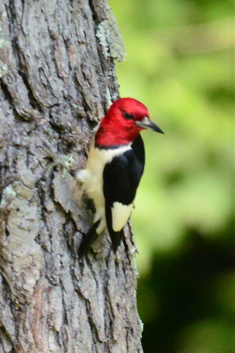 Pic à tête rouge - ML107206171