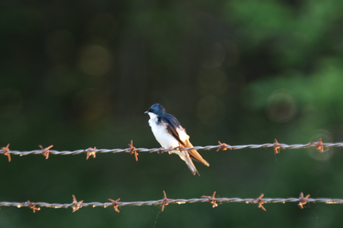 Tree Swallow - ML107206351