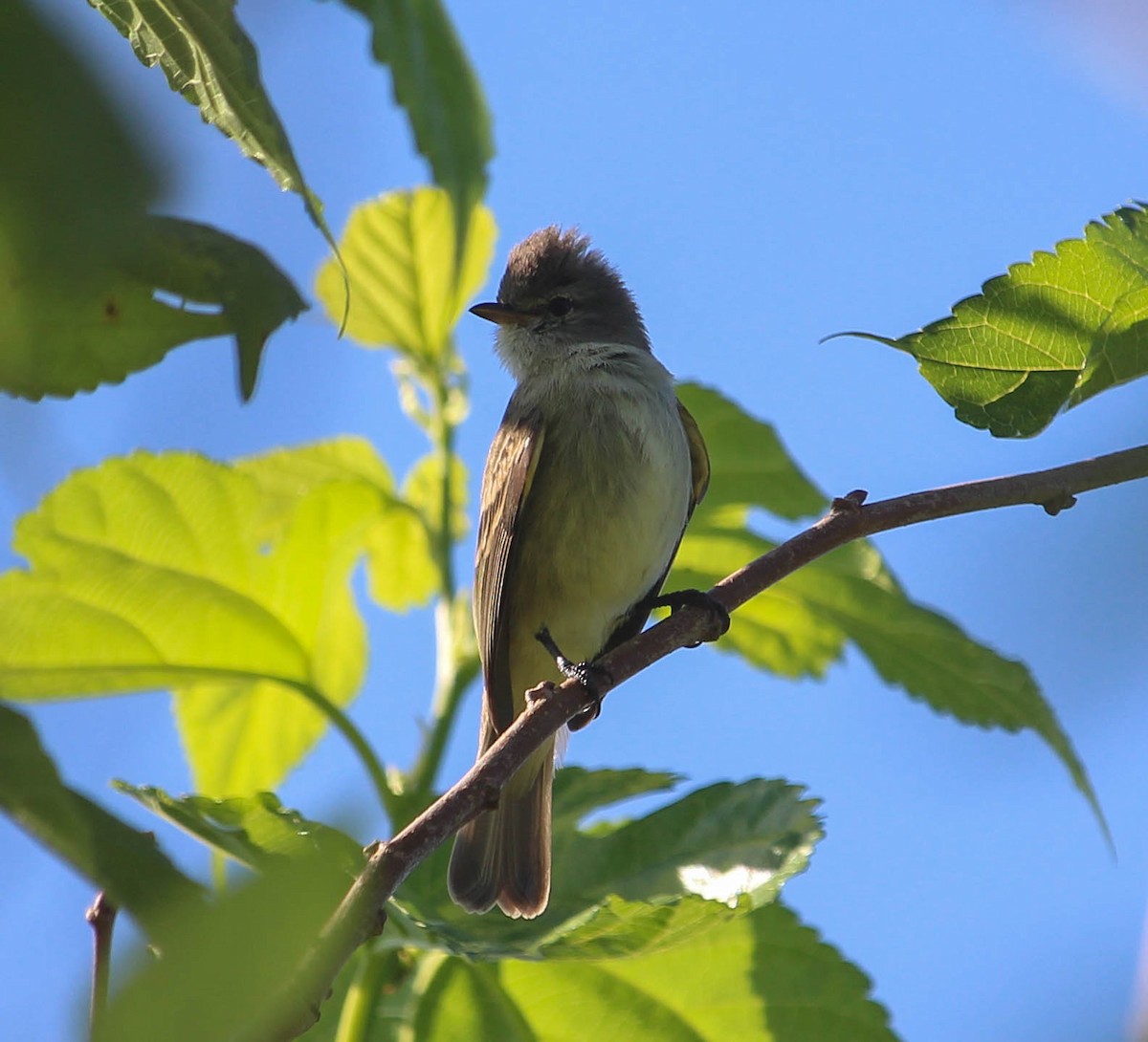 Southern Beardless-Tyrannulet - João Souza