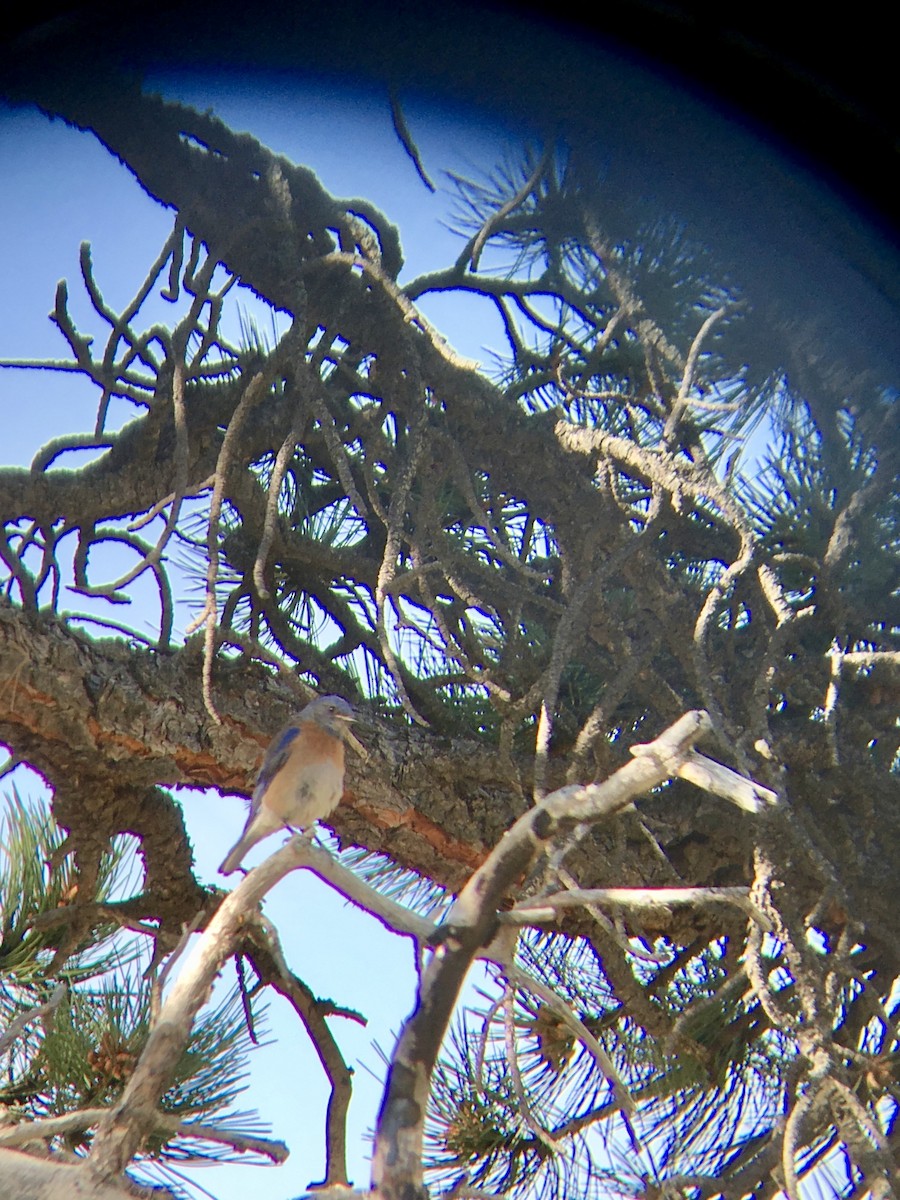 Western Bluebird - ML107207201