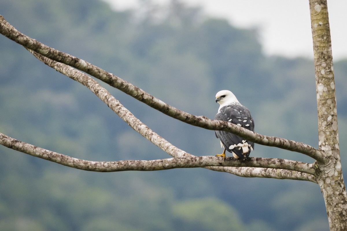 Mantled Hawk - ML107207501