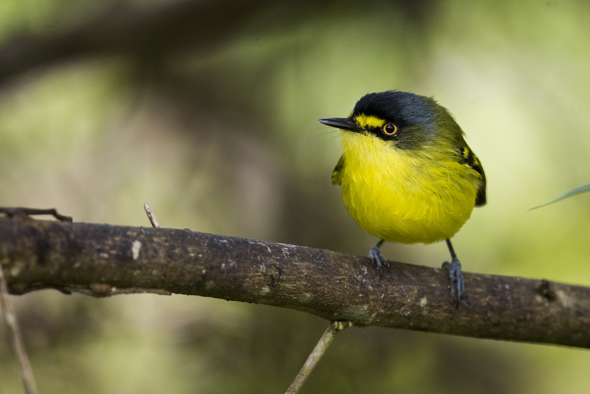 Gray-headed Tody-Flycatcher - ML107207561