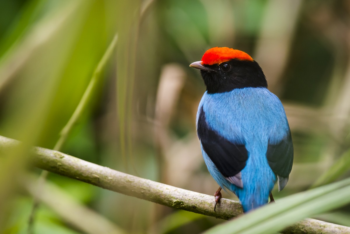 Swallow-tailed Manakin - ML107207591