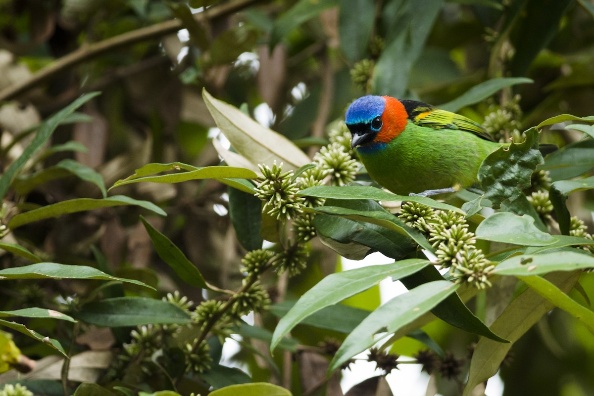 Red-necked Tanager - ML107207701