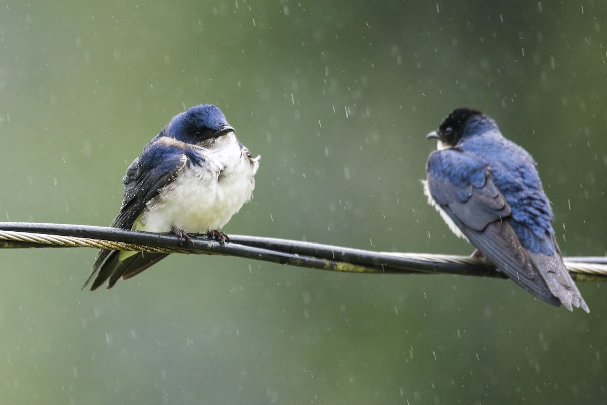 Blue-and-white Swallow - ML107207781