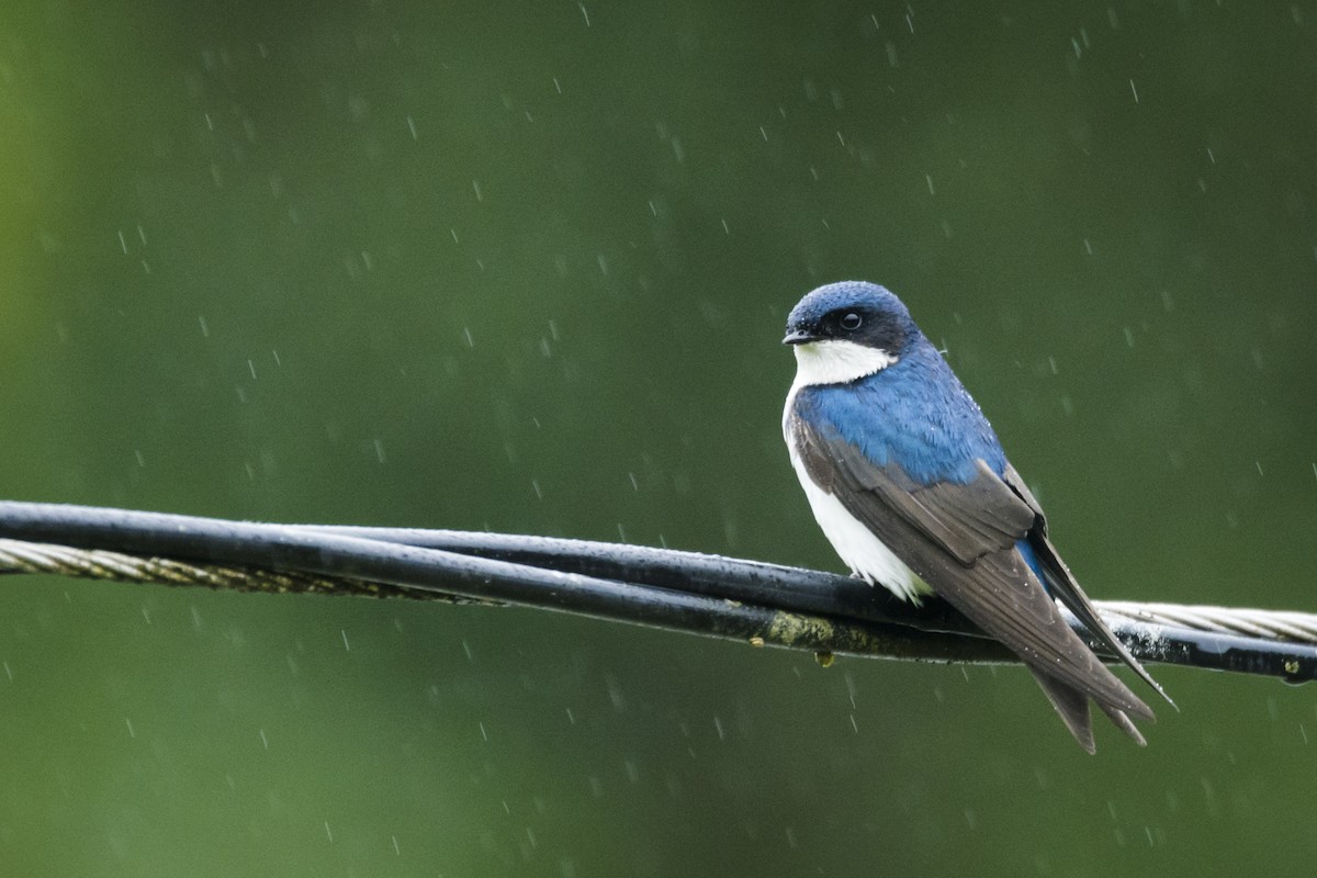 Blue-and-white Swallow - ML107207791