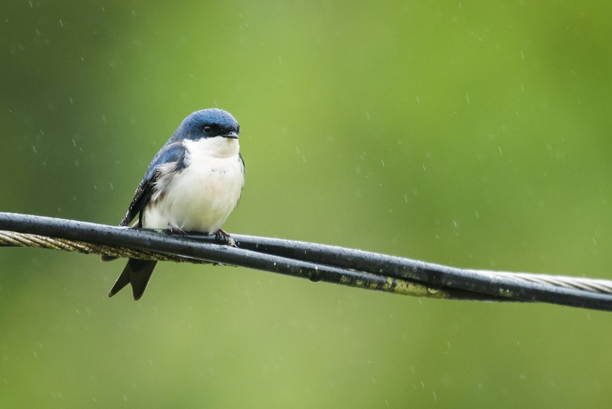Blue-and-white Swallow - ML107207801