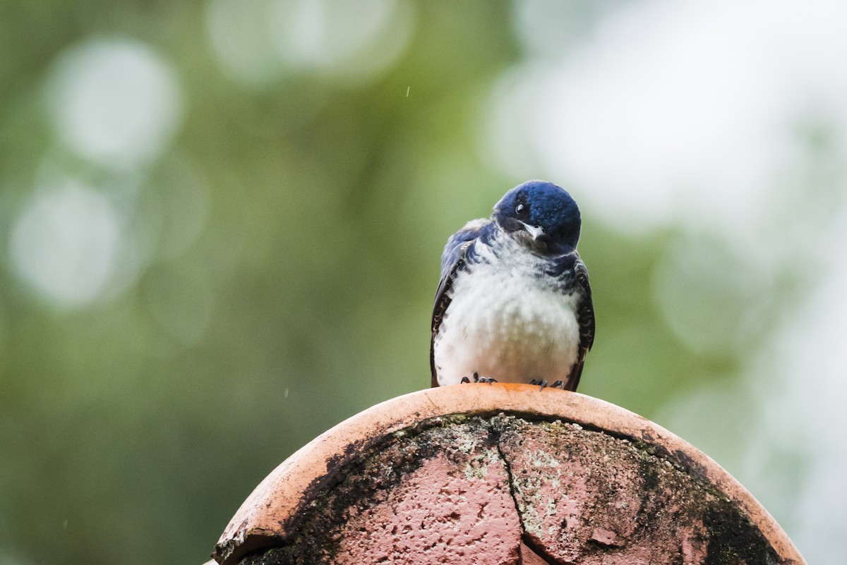 Gray-breasted Martin - ML107207871