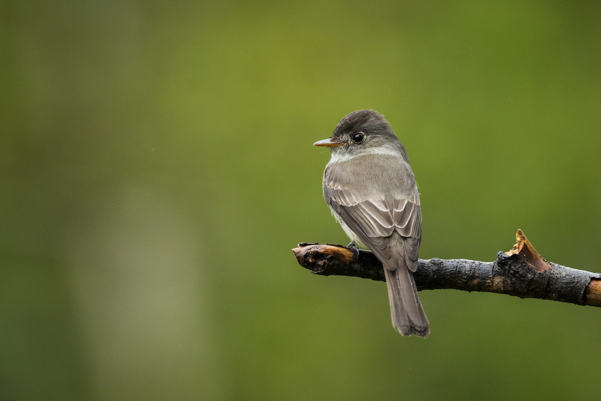 Southern Tropical Pewee - ML107208111