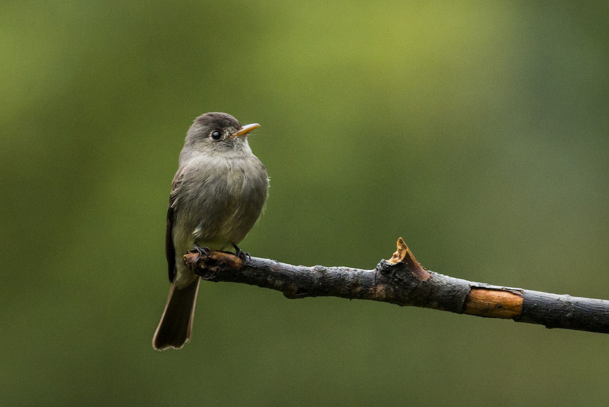 Southern Tropical Pewee - ML107208131