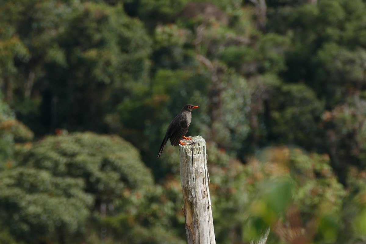 Great Thrush - ML107208251