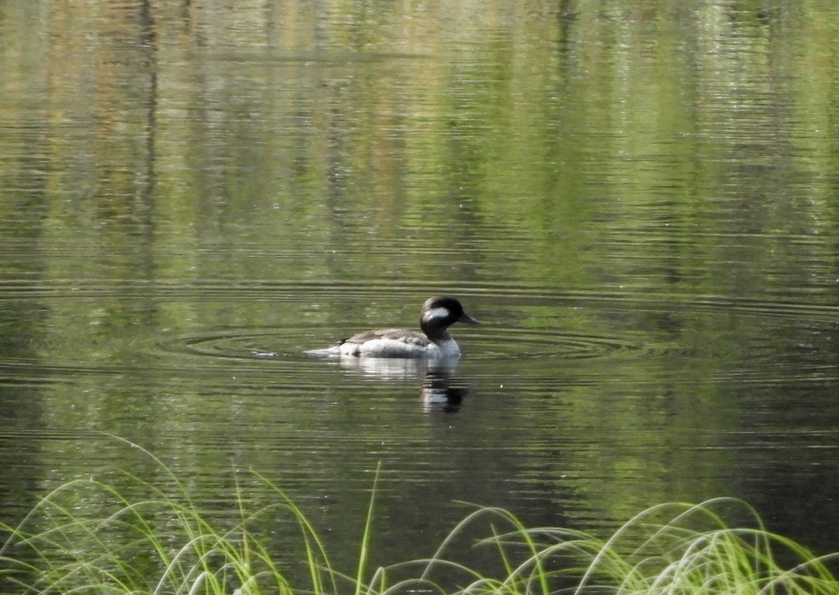 Bufflehead - ML107208551