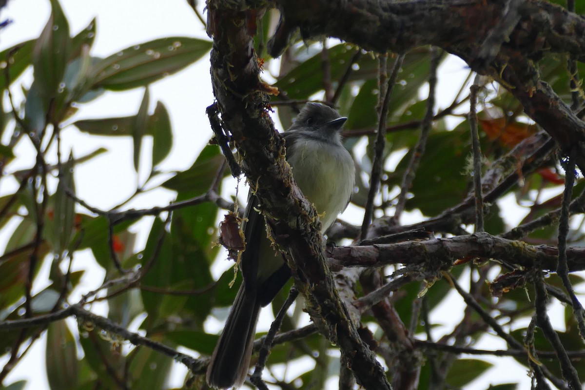 Pale-edged Flycatcher - Mark Robbins