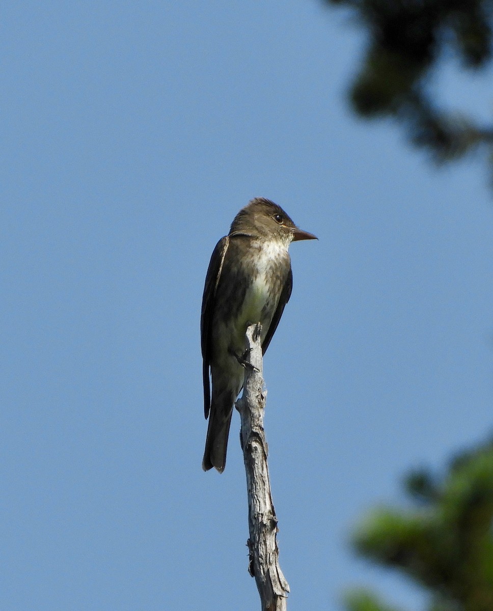 Olivflanken-Schnäppertyrann - ML107209631