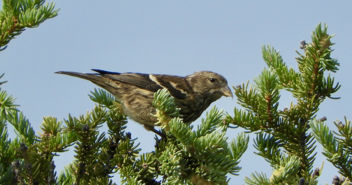 White-winged Crossbill - Sue Plankis