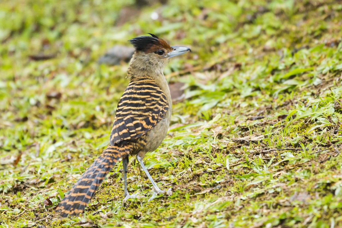 Giant Antshrike - ML107212881