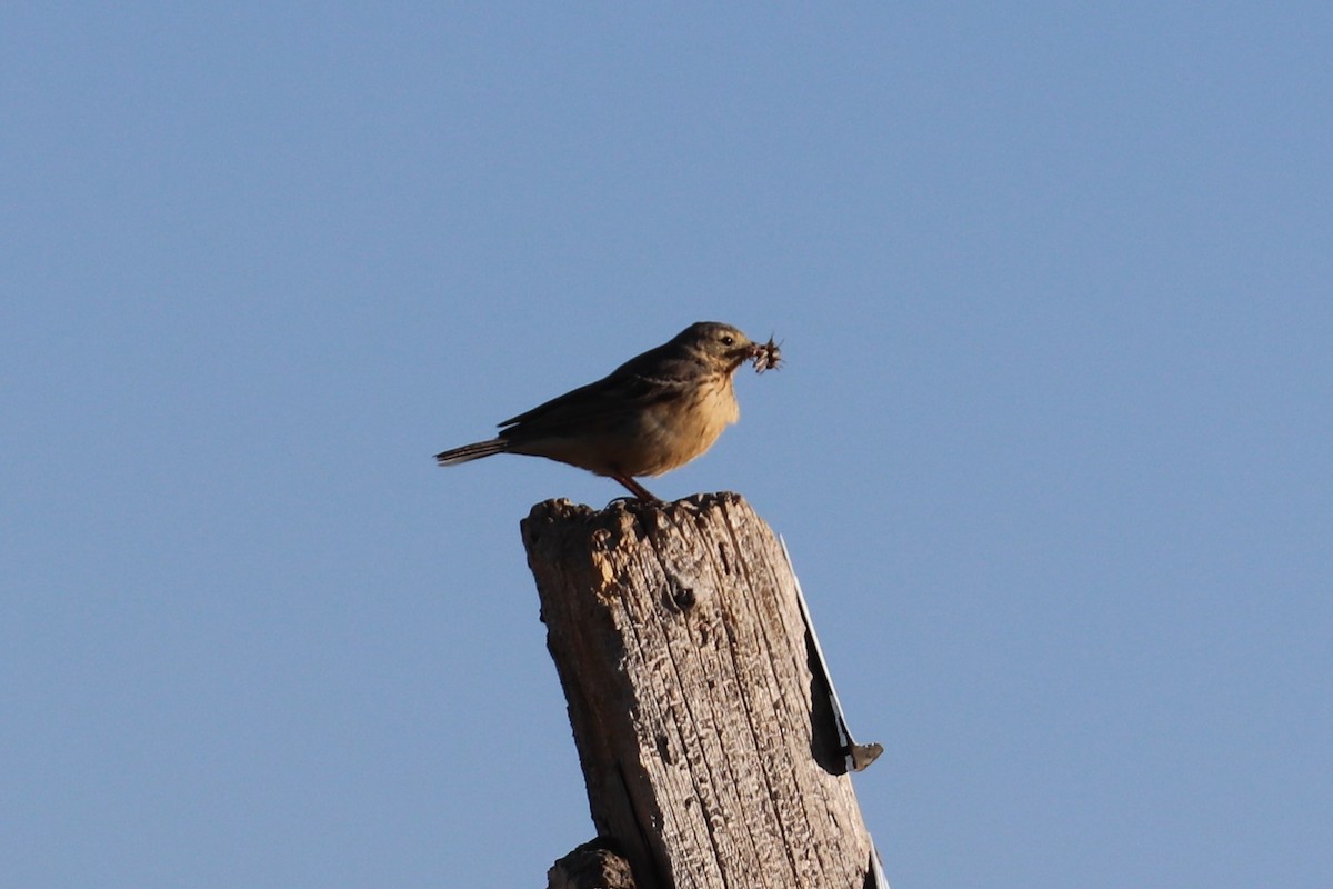 American Pipit - ML107214451