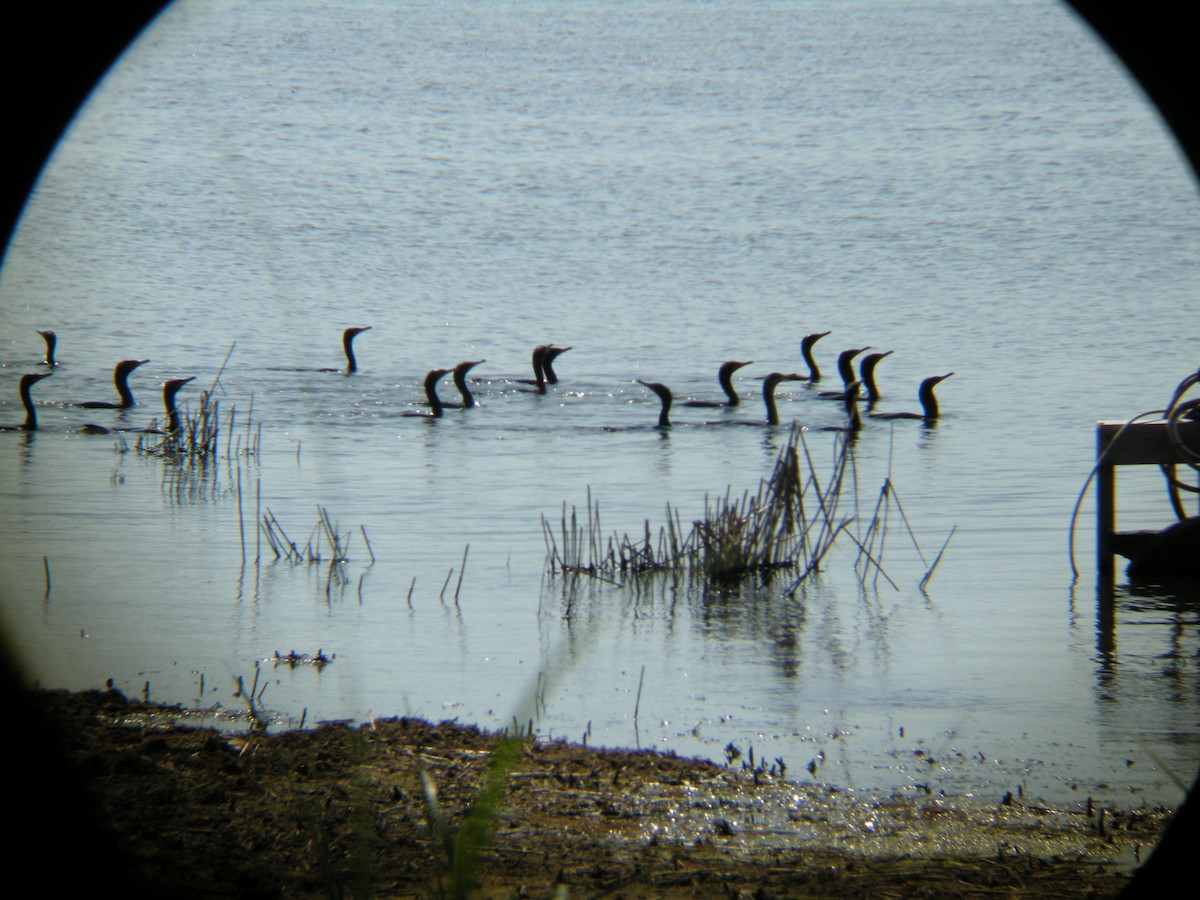 Double-crested Cormorant - ML107214971