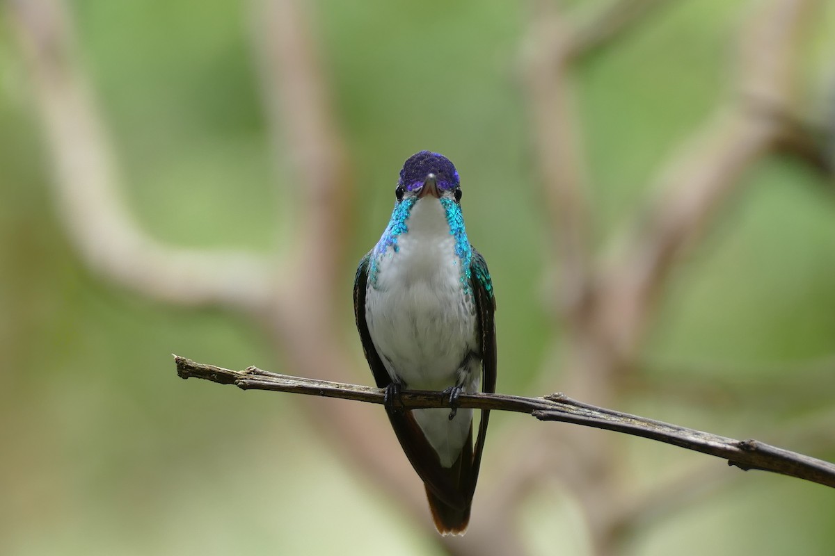 Andean Emerald - Mark Robbins