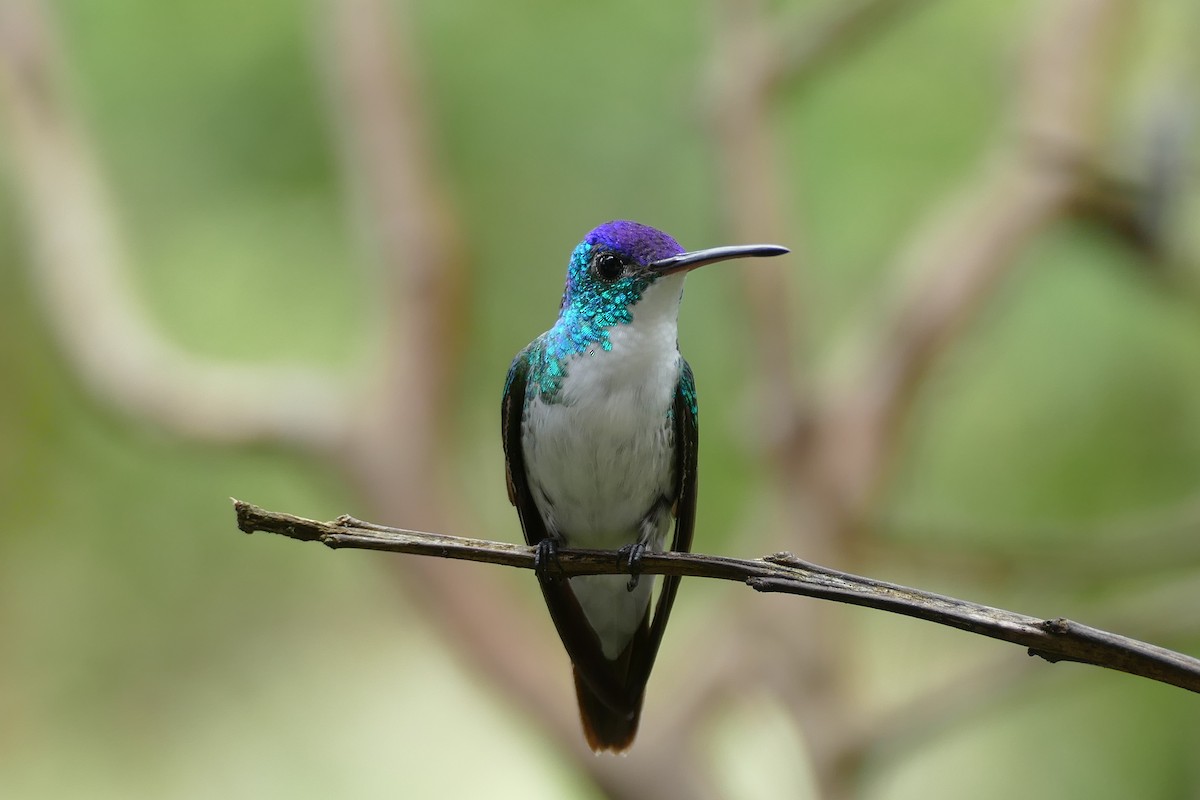 Andean Emerald - ML107215341