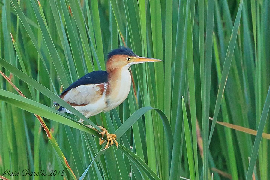 Least Bittern - ML107215531