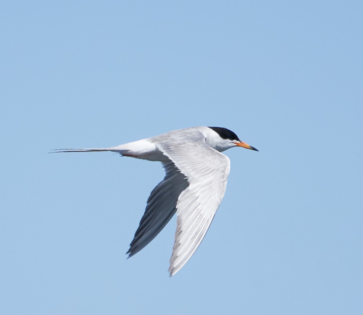 Forster's Tern - ML107216721