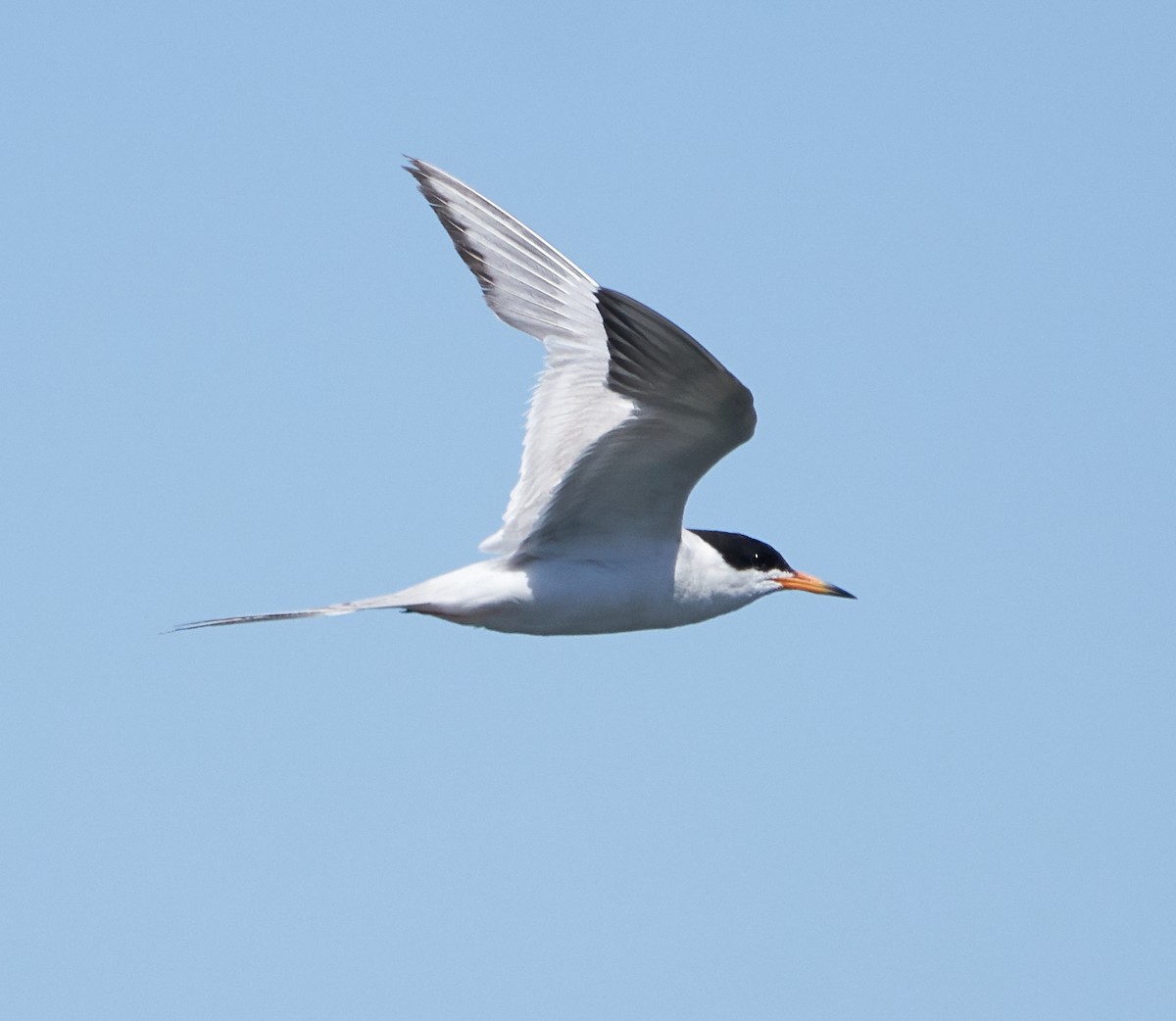 Forster's Tern - ML107216751