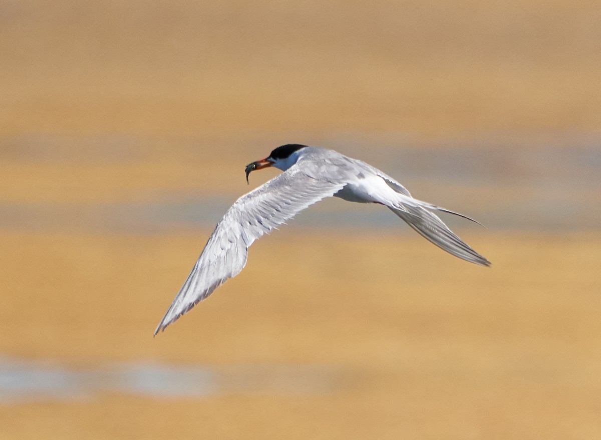 Forster's Tern - ML107216761