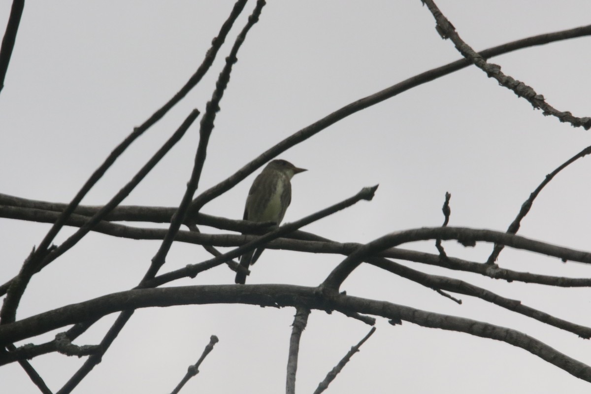 Olive-sided Flycatcher - Hema Kumar