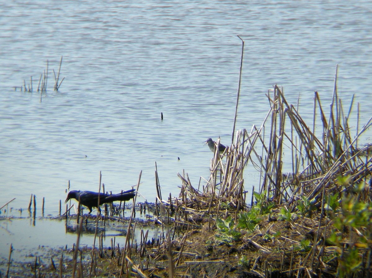 Tringa sp. - ML107217241