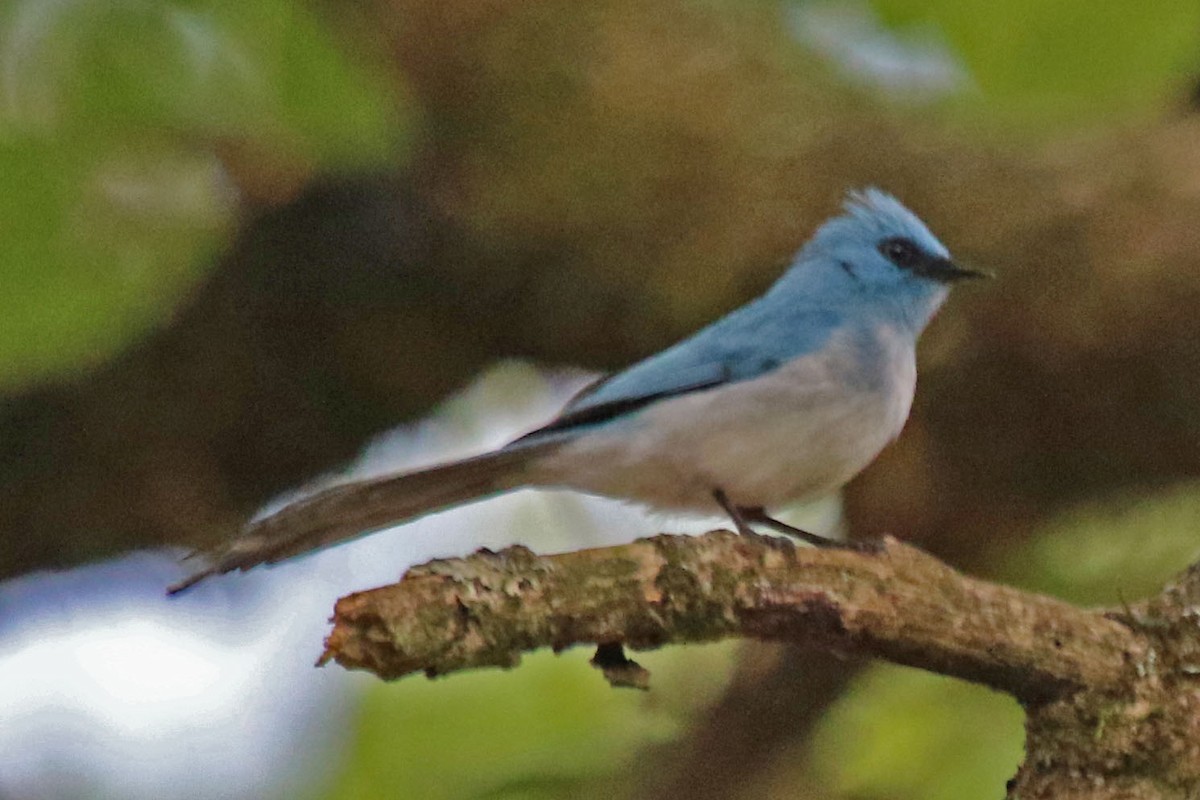 African Blue Flycatcher - Joan and/or George Sims