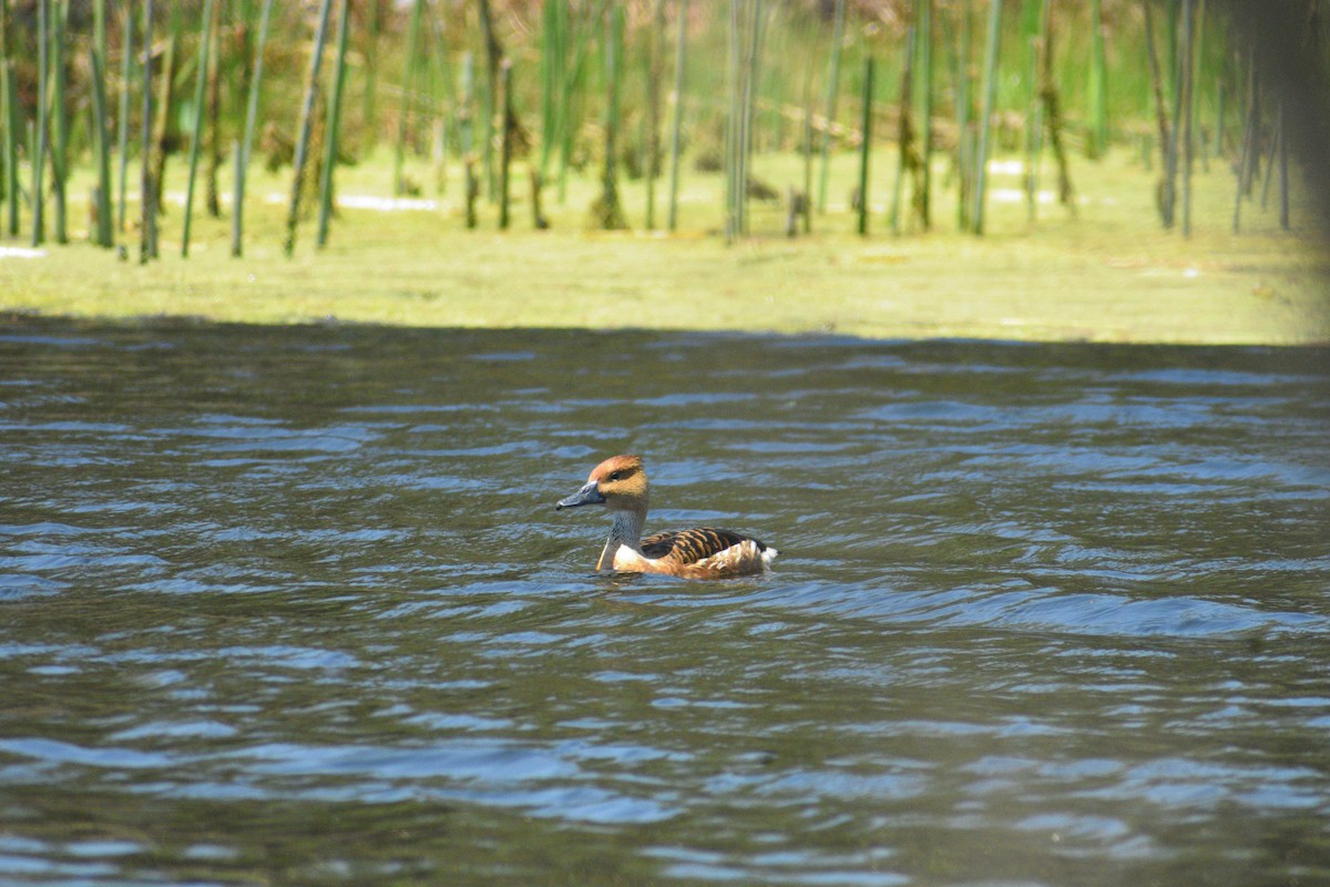 Fulvous Whistling-Duck - ML107219201