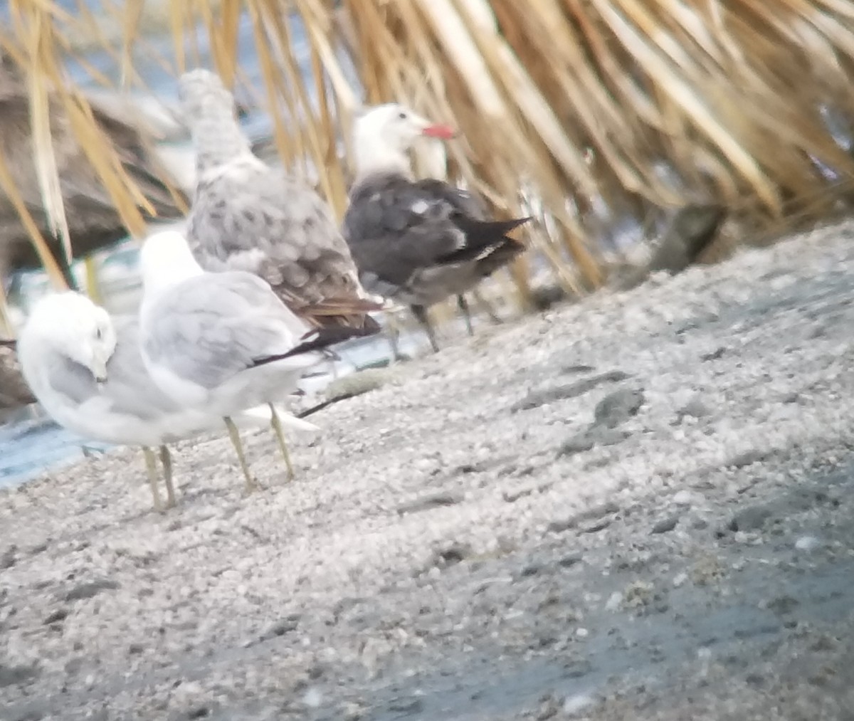 Heermann's Gull - ML107220031