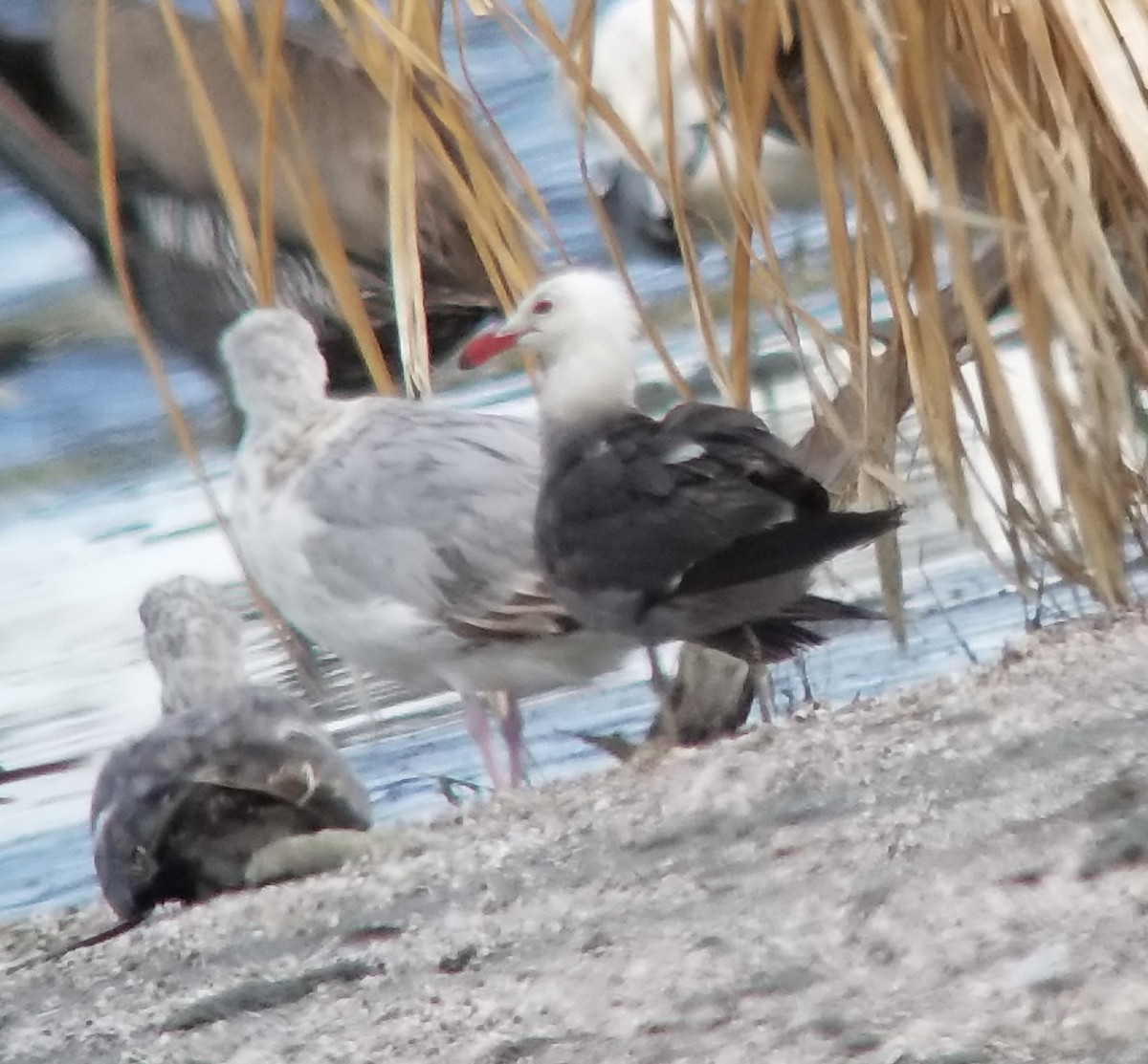 Heermann's Gull - ML107220041