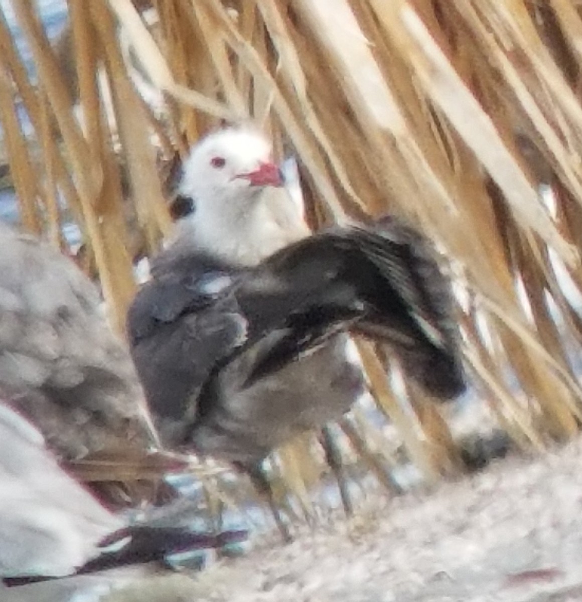 Heermann's Gull - ML107220051