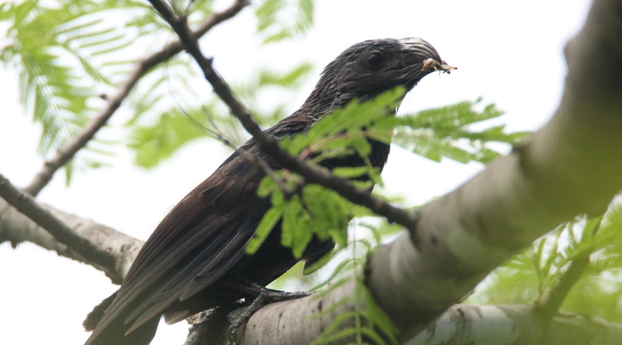 Groove-billed Ani - Paul Lewis