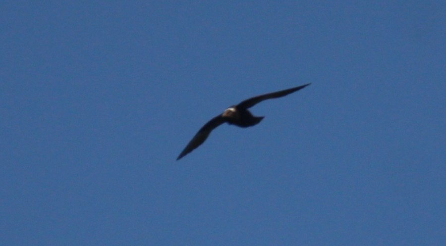 White-naped Swift - ML107220261