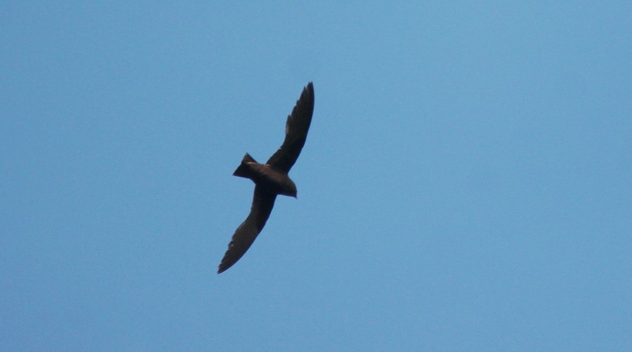 White-naped Swift - ML107220471