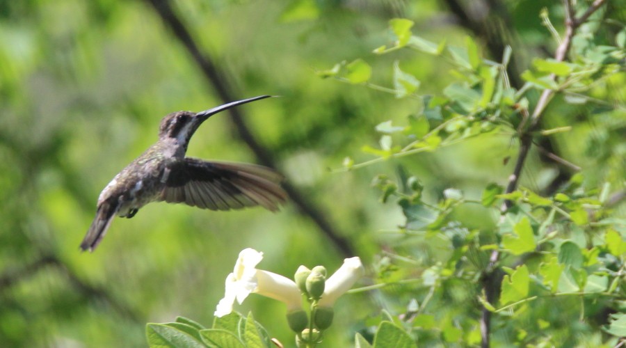 Plain-capped Starthroat - Paul Lewis