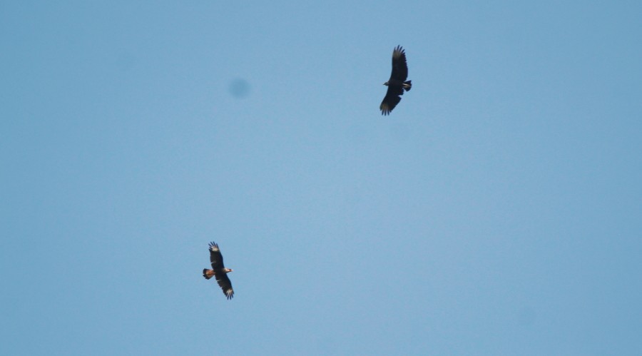 Crested Caracara (Northern) - ML107221051