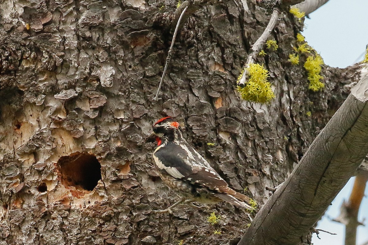 Red-naped Sapsucker - Dan Ellison